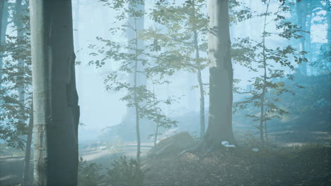 panorama-of-green-forest-at-cold-foggy-morning